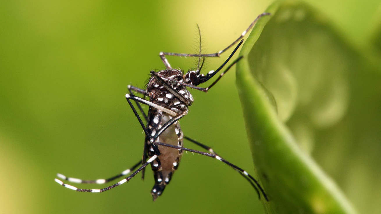 Εντοπίστηκαν στην Κύπρο τα επικίνδυνα κουνούπια Aedes aegypti - Μεταδίδουν μολυσματικές ασθένειες