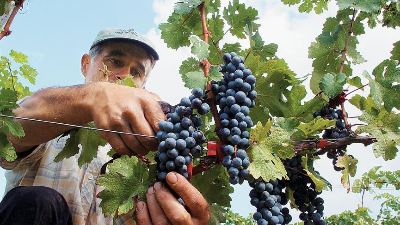 €25,5 εκ. δόθηκαν από τον ΚΟΑΠ για στήριξη του αμπελοοινικού τομέα