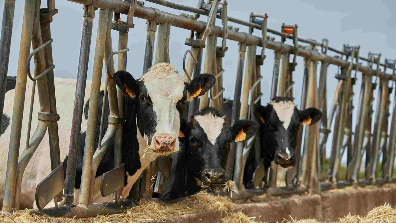 Σοβαρές επιπτώσεις στα βοοειδή λόγω θερμικού στρες  από την κλιματική αλλαγή