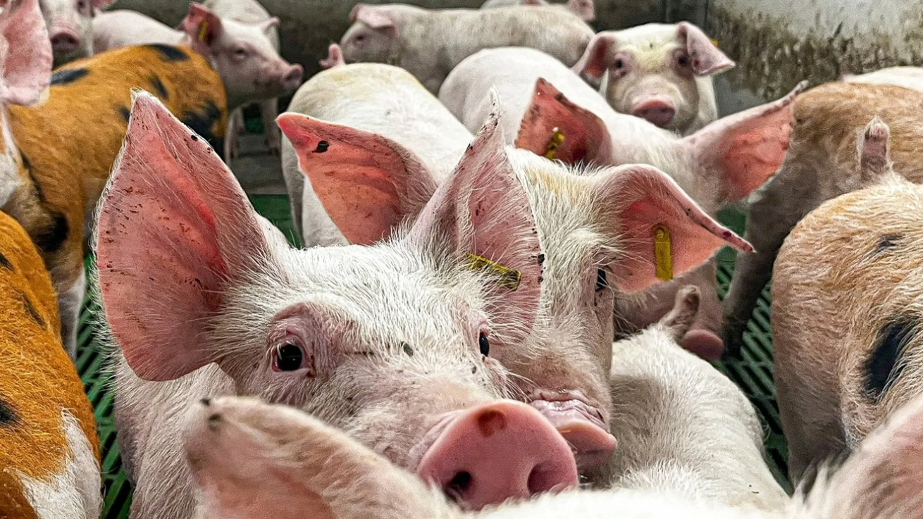 Ικανοποίηση για τα νέα μέτρα της Κυβέρνησης για στήριξη της κτηνοτροφίας