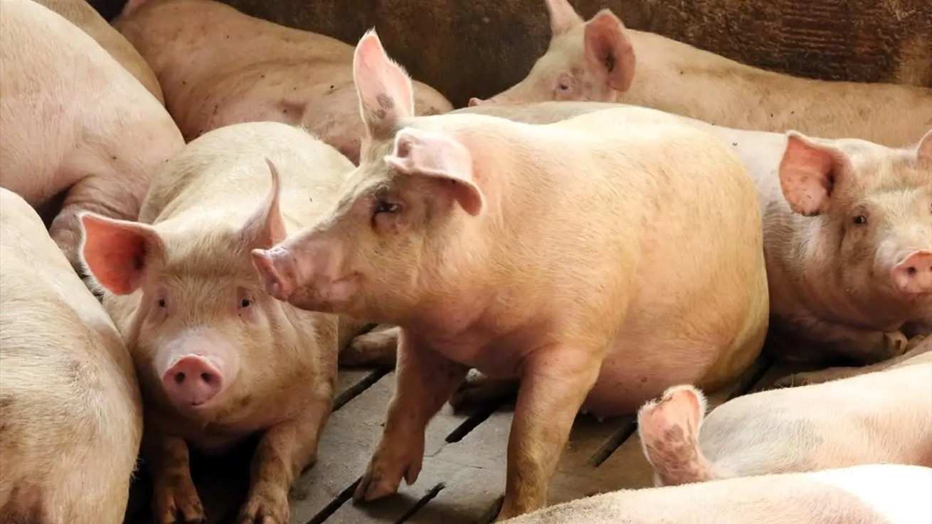Επιβεβαιώθηκε κρούσμα αφθώδους πυρετού σε χοιροστάσιο στη Λευκωσία