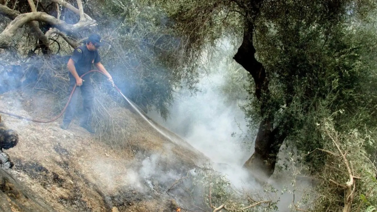 Οι φωτιές απειλούν το ελαιόλαδο - Φόβοι για ράλι τιμών