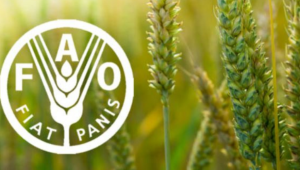 FAO: Προβλέψεις για την παγκόσμια παραγωγή σιταριού