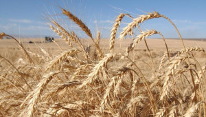Ε.Ε.: Κατακόρυφη αύξηση της μέσης τιμής της γεωργικής παραγωγής