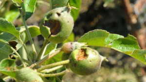 Αρχίζει η καταγραφή των ζημιών από τη χαλαζόπτωση