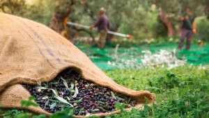 Γιατί οι παραγωγοί ελαιόλαδου στρέφονται στον τουρισμό