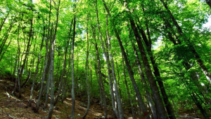 Ένα βήμα εμπρός, δύο πίσω κάνει η ΕΕ για την αποψίλωση δασών