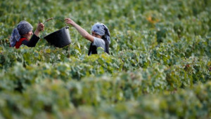 Γιατί οι παραγωγοί σαμπάνιας της ζητάνε μείωση της συγκομιδής των σταφυλιών