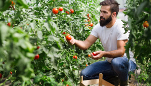 Τα άσχημα νέα για τους Ελβετούς αγρότες φέρνουν φθηνότερες ντομάτες