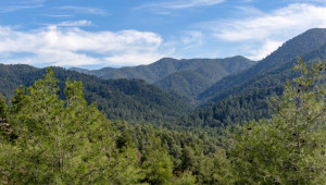 Ινστιτούτο Κύπρου: Πρώτη χαρτογράφηση δέντρων στην Κύπρο με τη χρήση τεχνητής νοημοσύνης