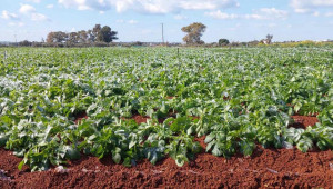 Κακοκαιρία Coral: Διαβεβαιώσεις Υπ. Γεωργίας για στήριξη αγροτών