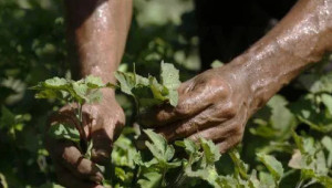 Καινοτόμα εργαλεία για πράσινη και ανθεκτική γεωργία από το έργο GreenCarbonCY