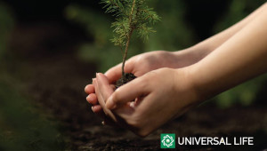 Η Universal Life στηρίζει την αναδάσωση της Κύπρου: Μια πράξη φροντίδας για το περιβάλλον και τις επόμενες γενιές