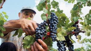 €25,5 εκ. δόθηκαν από τον ΚΟΑΠ για στήριξη του αμπελοοινικού τομέα