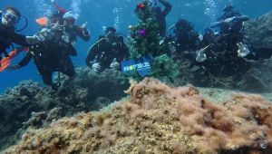 Ένα Χριστουγεννιάτικο Δέντρο στον... βυθό του Πρωταρά