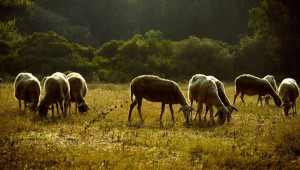 Οικονομική βοήθεια και εμβόλια ζήτησε η Υπ. Γεωργίας – Θετική απάντηση από Βάρχελι και Χάνσεν