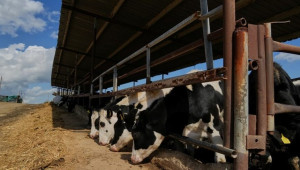 Αρχίζουν οι εμβολιασμοί ζώων για αφθώδη πυρετό εντός της ζώνης 10 χιλιομέτρων