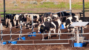 Υπουργικό Συμβούλιο: Έως €50.000, ανά κτηνοτροφική μονάδα, η προκαταβολή για απώλεια εισοδήματος από αφθώδη πυρετό