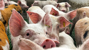 Ικανοποίηση για τα νέα μέτρα της Κυβέρνησης για στήριξη της κτηνοτροφίας