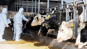 Αφθώδης πυρετός: Συμφωνήθηκαν και πάνε Υπουργικό οι αποζημιώσεις επαναδραστηριοποίησης κτηνοτρόφων