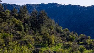 Ινστιτούτο Κύπρου Πρώτη Παγκύπρια απογραφή της βιομάζας και του άνθρακα των δέντρων