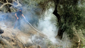 Οι φωτιές απειλούν το ελαιόλαδο - Φόβοι για ράλι τιμών