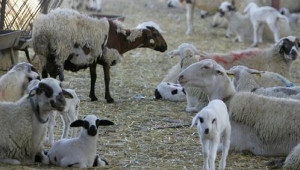 €610,9 εκατ. για την επανεκκίνηση της κυπριακής κτηνοτροφίας – Σχέδιο 12ετίας μετά τον αφθώδη πυρετό