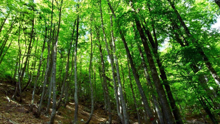 Ένα βήμα εμπρός, δύο πίσω κάνει η ΕΕ για την αποψίλωση δασών