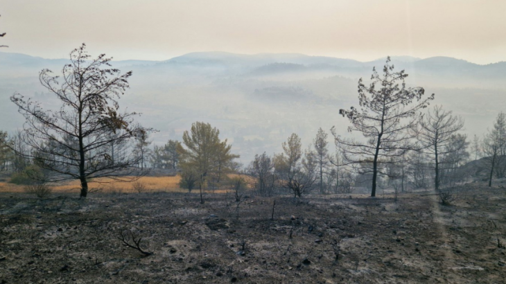 Λεμεσός: 4.353 τεμάχια έγιναν «στάχτη» - Τι θα γίνει με τις αποζημιώσεις