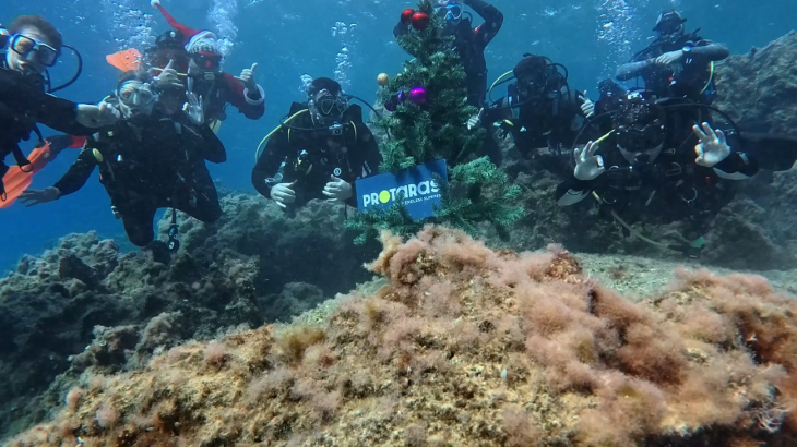 Ένα Χριστουγεννιάτικο Δέντρο στον... βυθό του Πρωταρά