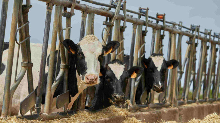 Σοβαρές επιπτώσεις στα βοοειδή λόγω θερμικού στρες  από την κλιματική αλλαγή