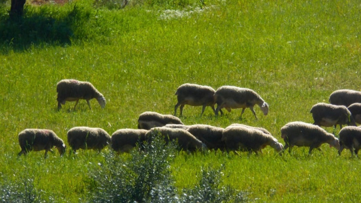 Οικονομική ενίσχυση της αιγοπροβατοτροφίας αποφάσισε το Υπουργικό Συμβούλιο