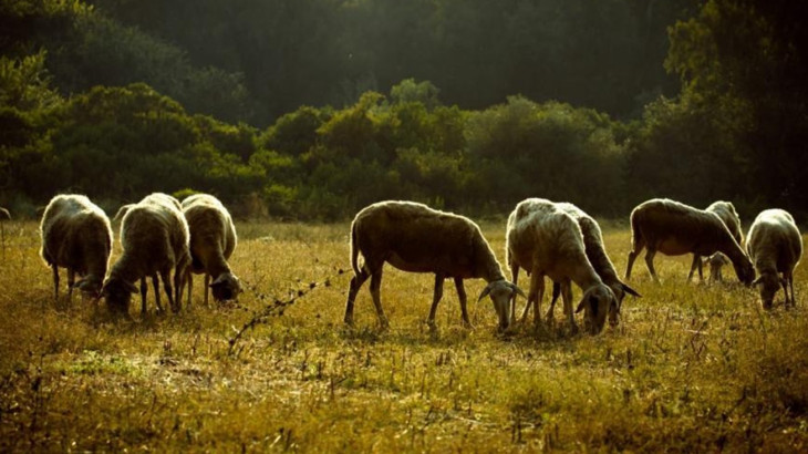 Οικονομική βοήθεια και εμβόλια ζήτησε η Υπ. Γεωργίας – Θετική απάντηση από Βάρχελι και Χάνσεν