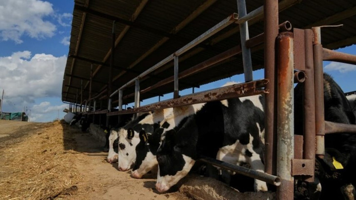 Αρχίζουν οι εμβολιασμοί ζώων για αφθώδη πυρετό εντός της ζώνης 10 χιλιομέτρων