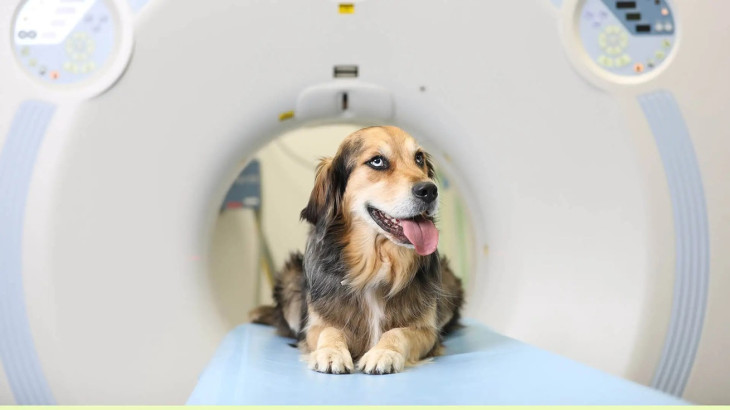 Καταγγελία σοκ για ακτινοδιαγνωστικό κέντρο του ΓεΣΥ – Την ημέρα εξετάζει ανθρώπους και το βράδυ ζώα