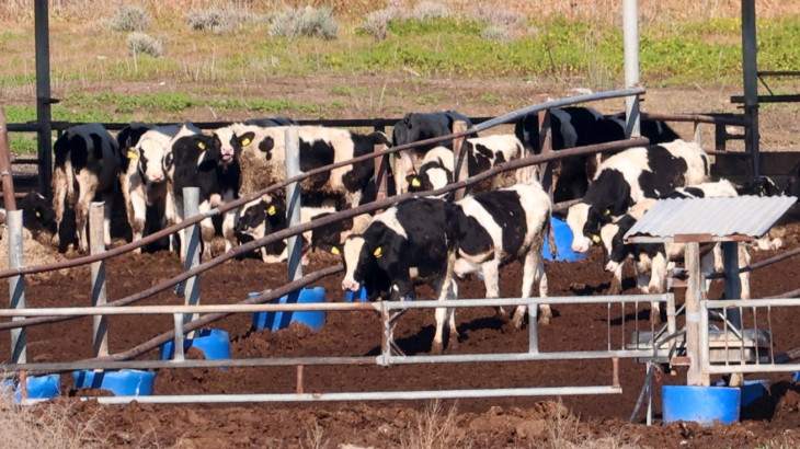 Υπουργικό Συμβούλιο: Έως €50.000, ανά κτηνοτροφική μονάδα, η προκαταβολή για απώλεια εισοδήματος από αφθώδη πυρετό