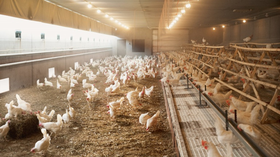 Η γρίπη των πτηνών εκτοξεύει τις τιμές των αυγών