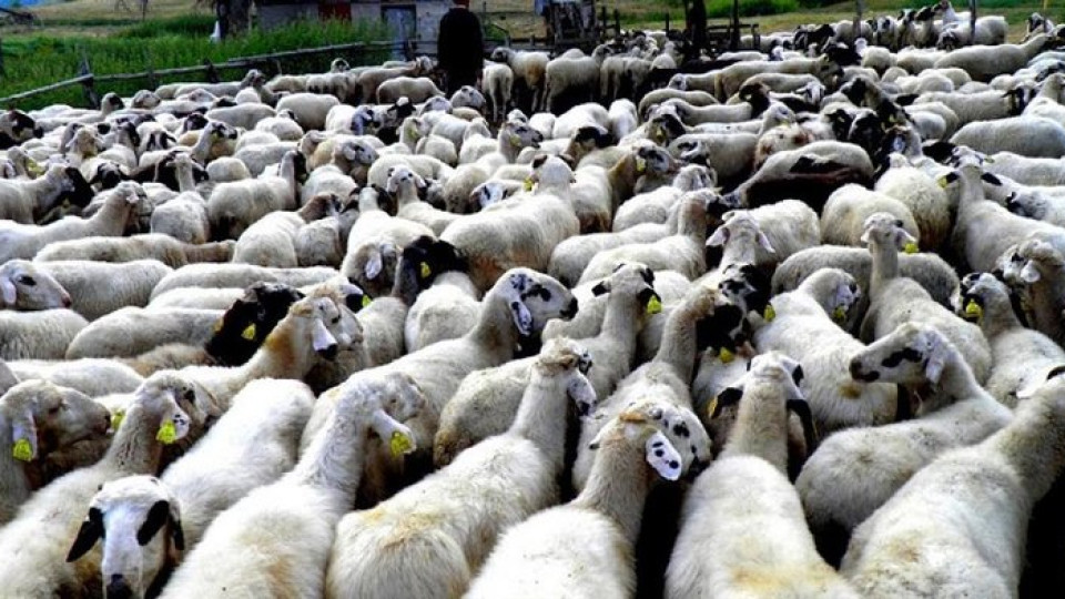 Περισσότερα κατά 6.578 τα πρόβατα και κατά 4.569 τα αιγοειδή για κατανάλωση τον Απρίλιο