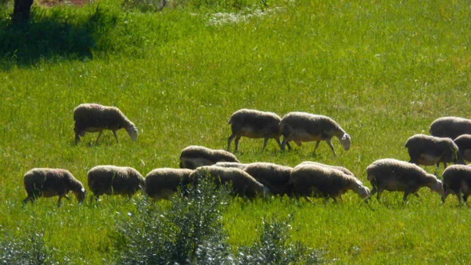 Οικονομική ενίσχυση της αιγοπροβατοτροφίας αποφάσισε το Υπουργικό Συμβούλιο